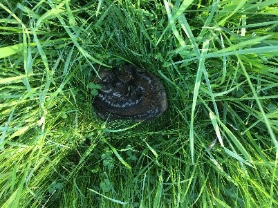 eine schwarz-braune Schlange im Gras
